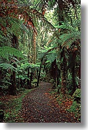 images/NewZealand/Forest/lush-forest-11.jpg