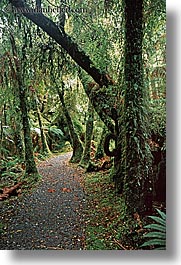 images/NewZealand/Forest/lush-forest-12.jpg