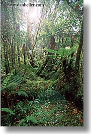images/NewZealand/Forest/lush-forest-14.jpg