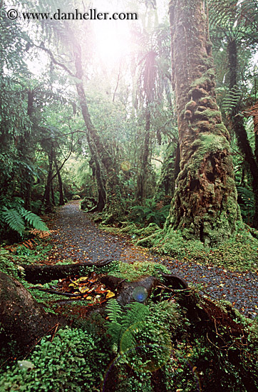 lush-forest-15.jpg