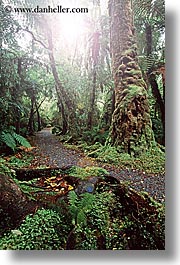 images/NewZealand/Forest/lush-forest-15.jpg