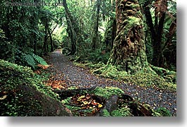 images/NewZealand/Forest/lush-forest-16.jpg
