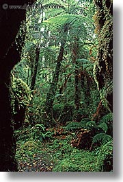 images/NewZealand/Forest/lush-forest-18.jpg