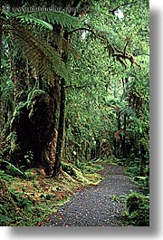 images/NewZealand/Forest/lush-forest-19.jpg