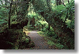 images/NewZealand/Forest/lush-forest-20.jpg