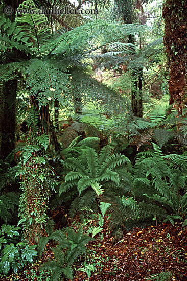 lush-forest-21.jpg