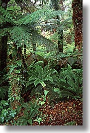 images/NewZealand/Forest/lush-forest-21.jpg