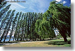 images/NewZealand/LakeWanaka/trees-02.jpg