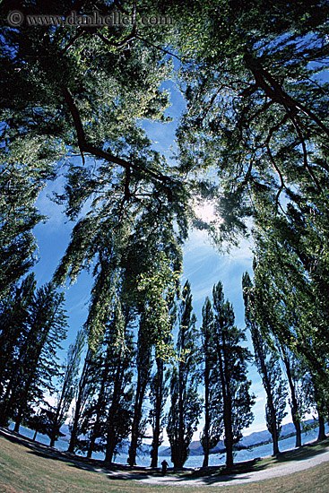 trees-03.jpg