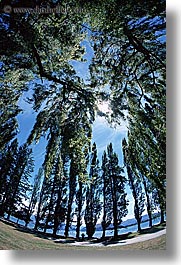 lake wanaka, new zealand, trees, vertical, photograph