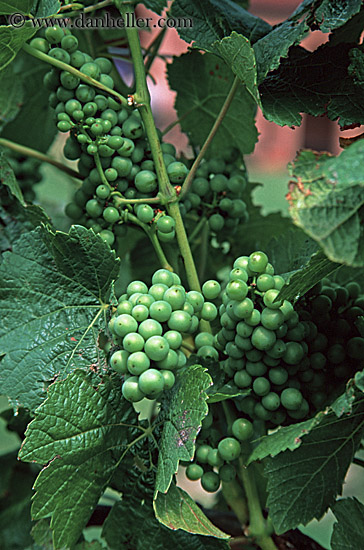 green-grapes.jpg