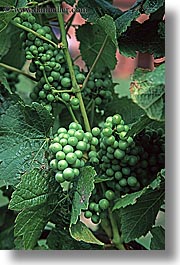 grapes, green, marlborough, new zealand, vertical, vineyards, photograph