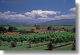 estates, highfield, horizontal, marlborough, new zealand, vineyards, photograph