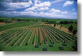 estates, highfield, horizontal, marlborough, new zealand, vineyards, photograph