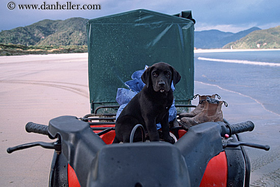 black_lab-puppy.jpg