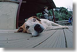 dogs, horizontal, new zealand, queen charlotte, photograph