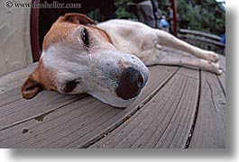 dogs, horizontal, new zealand, queen charlotte, photograph