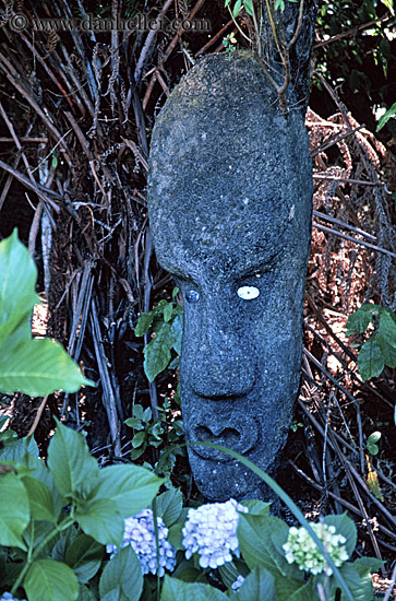 ponga-head.jpg
