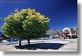 images/NewZealand/Queenstown/shade-tree-1.jpg