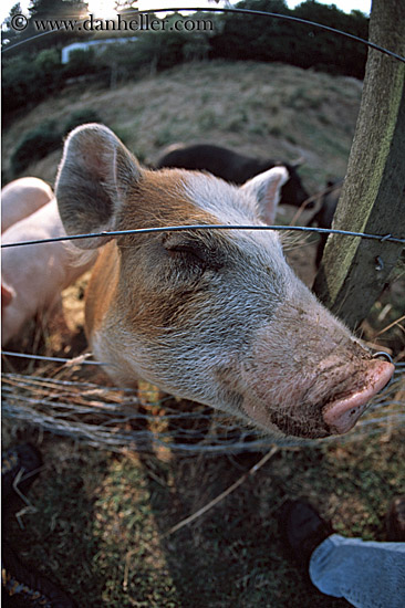 pig-nose-2.jpg