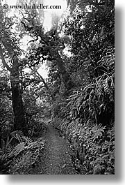 black and white, new zealand, routeburn, vertical, woods, photograph