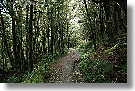 images/NewZealand/Routeburn/woods-02.jpg