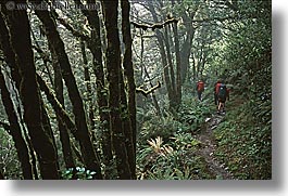 images/NewZealand/Routeburn/woods-03.jpg