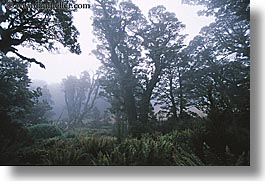 images/NewZealand/Routeburn/woods-06.jpg