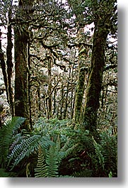 images/NewZealand/Routeburn/woods-07.jpg
