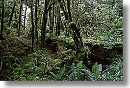 images/NewZealand/Routeburn/woods-08.jpg