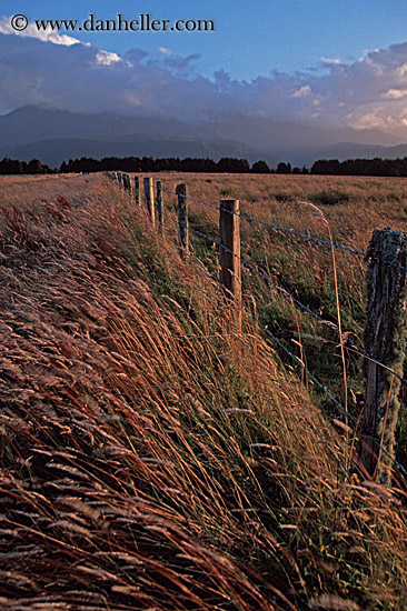 grass-fence-wind.jpg