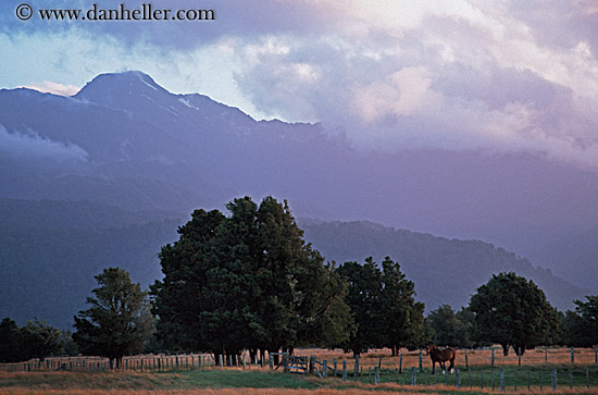 horse-field-mtns.jpg