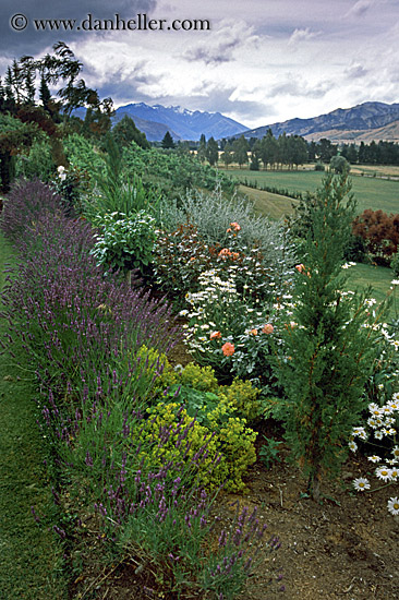 mount-maude-flowers-1.jpg