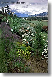images/NewZealand/Scenics/mount-maude-flowers-1.jpg