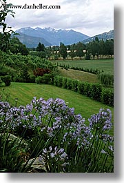 images/NewZealand/Scenics/mount-maude-flowers-2.jpg