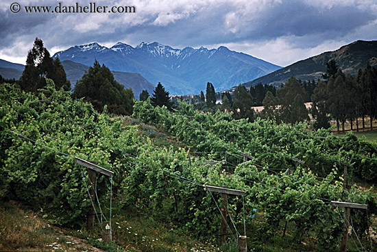 mount-maude-vineyard.jpg