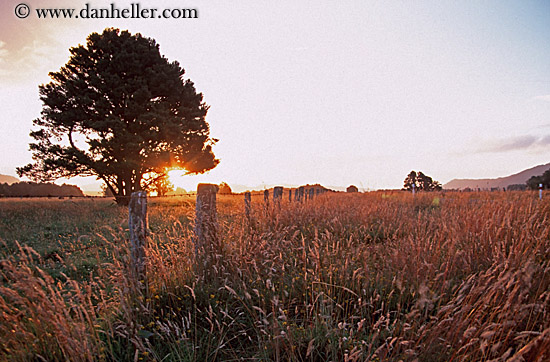 sunset-tree-field.jpg