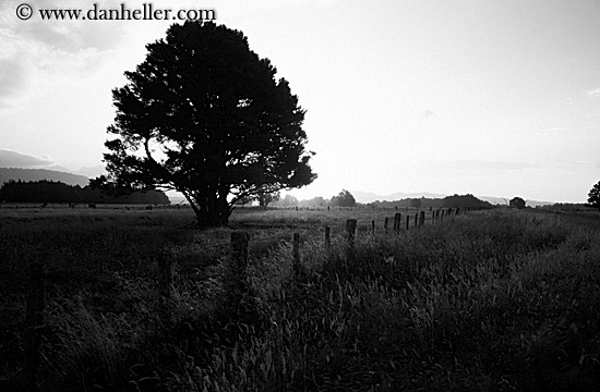 sunset-tree-field-bw.jpg