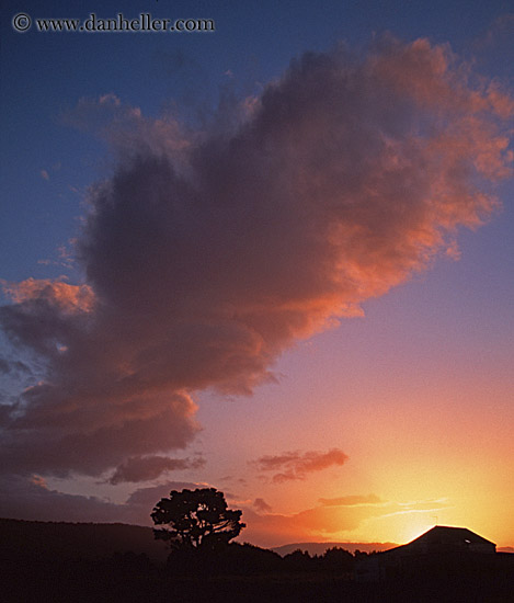 sunset-tree-sil.jpg