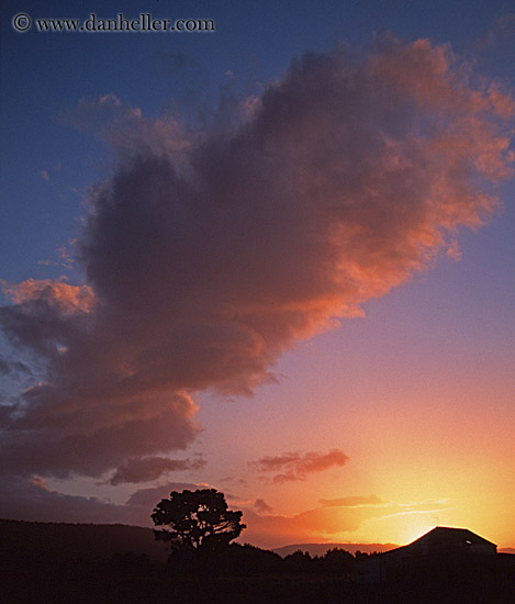 sunset-tree-sil.jpg