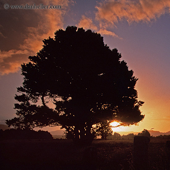 sunset-tree-sil-sq.jpg