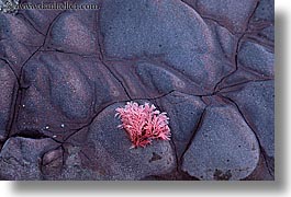 artsy, flowers, horizontal, new zealand, rocks, wanganui coastal track, photograph
