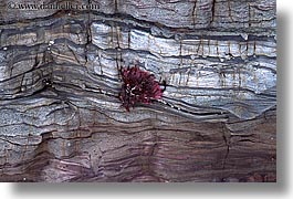 artsy, flowers, horizontal, new zealand, rocks, wanganui coastal track, photograph