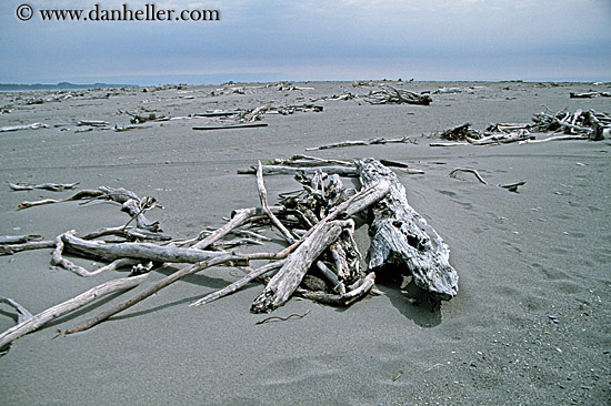 dead-branches-on-beach.jpg