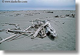 beaches, branches, dead, horizontal, new zealand, wanganui coastal track, photograph