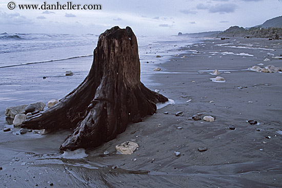tree-stump-on-beach.jpg