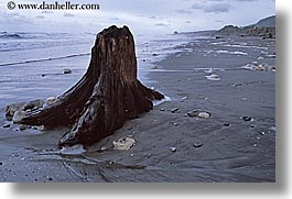 beaches, horizontal, new zealand, stumps, trees, wanganui coastal track, photograph