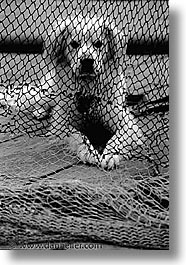 animals, dogs, fishnets, sammy, vertical, photograph