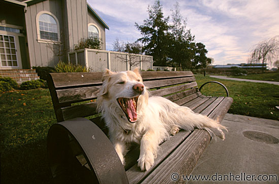 sam-bench-yawn.jpg