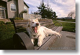 animals, benches, dogs, horizontal, sam, sammy, yawn, photograph